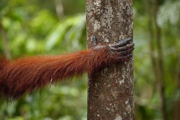 phoca_thumb_l_Orangutang_hnd_i_skogen