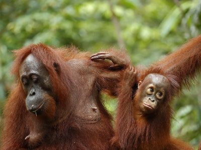 phoca_thumb_l_Orangutang_mor_med_baby