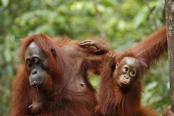 phoca_thumb_l_Orangutang_mor_med_baby