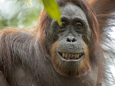 phoca_thumb_l_Orangutang_smiler