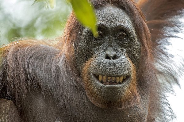 phoca_thumb_l_Orangutang_smiler