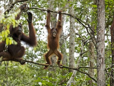 phoca_thumb_l_Orangutanger_opplring_i_treklatring2