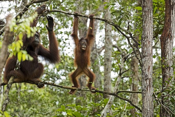 phoca_thumb_l_Orangutanger_opplring_i_treklatring2