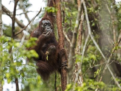 phoca_thumb_l_Orangutangmor_med_unge_spiser