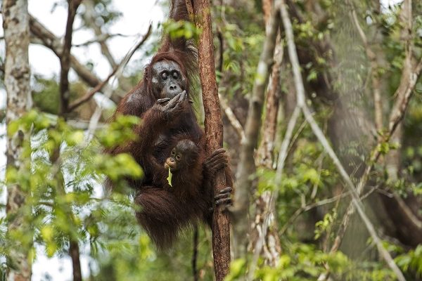 phoca_thumb_l_Orangutangmor_med_unge_spiser