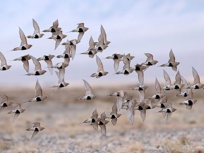 phoca_thumb_l_Pallas_sandhne_B7A8628