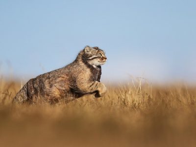 phoca_thumb_l_Pallaskatt_B7A9227