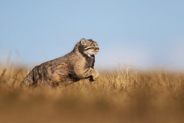phoca_thumb_l_Pallaskatt_B7A9227