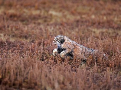 phoca_thumb_l_Pallaskatt_B7A9677
