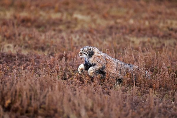 phoca_thumb_l_Pallaskatt_B7A9677