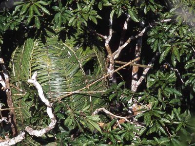 phoca_thumb_l_Paradisfuglskjul_2_Aru