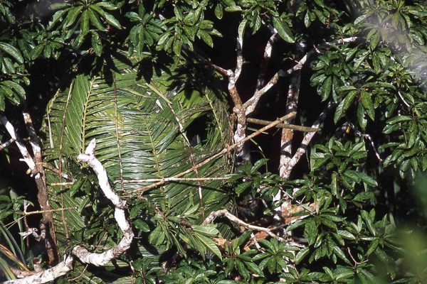 phoca_thumb_l_Paradisfuglskjul_2_Aru