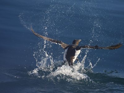 phoca_thumb_l_Polarlomvi