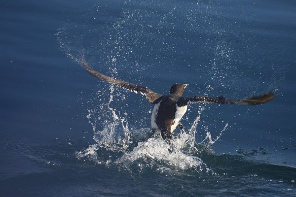 phoca_thumb_l_Polarlomvi