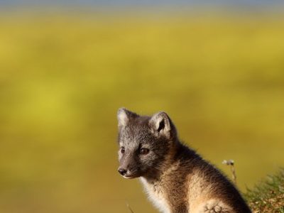 phoca_thumb_l_Polarrev2