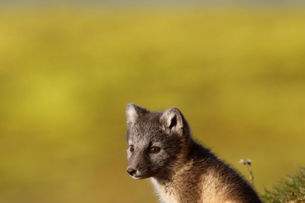 phoca_thumb_l_Polarrev2