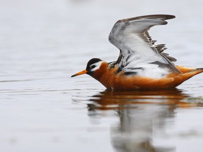 phoca_thumb_l_Polarsvmmesnipe