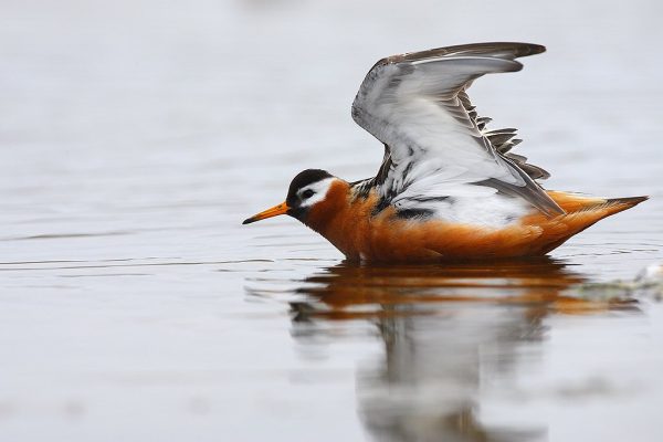 phoca_thumb_l_Polarsvmmesnipe