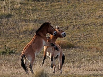 phoca_thumb_l_Przewalski_hest_B7A2780