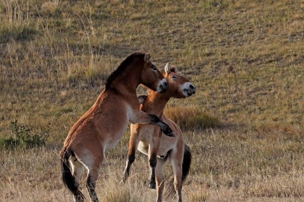 phoca_thumb_l_Przewalski_hest_B7A2780