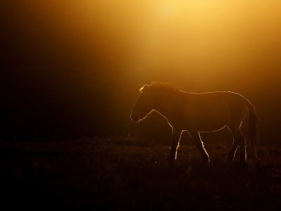 phoca_thumb_l_Przewalski_hest_B7A9989