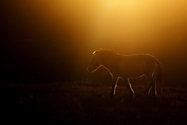 phoca_thumb_l_Przewalski_hest_B7A9989