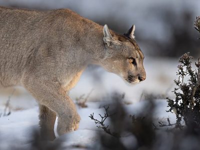 phoca_thumb_l_Puma_3