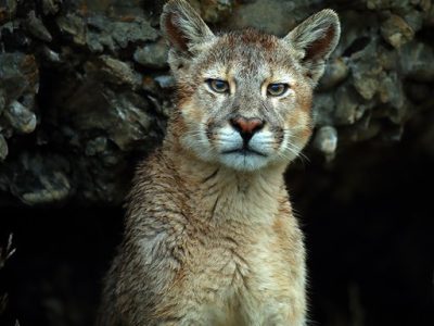 phoca_thumb_l_Puma_close_up