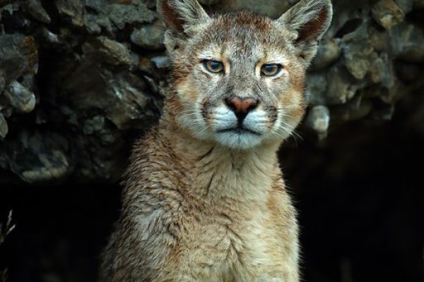 phoca_thumb_l_Puma_close_up