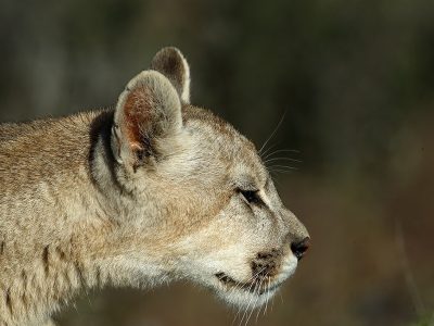 phoca_thumb_l_Puma_close_up_portrett