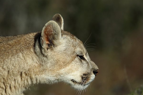 phoca_thumb_l_Puma_close_up_portrett