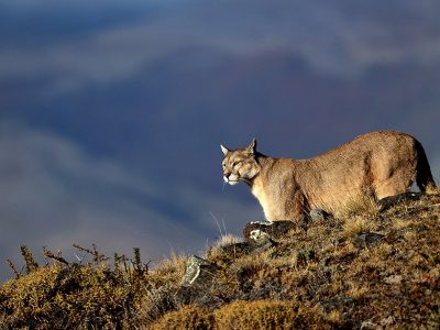 phoca_thumb_l_Puma_i_milj