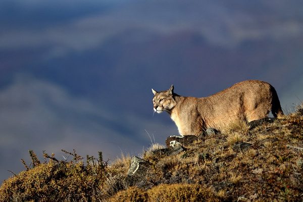 phoca_thumb_l_Puma_i_milj