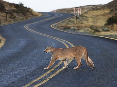phoca_thumb_l_Puma_krysser_vei