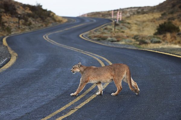 phoca_thumb_l_Puma_krysser_vei