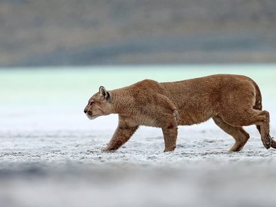 phoca_thumb_l_Puma_langs_Lake_Amarga