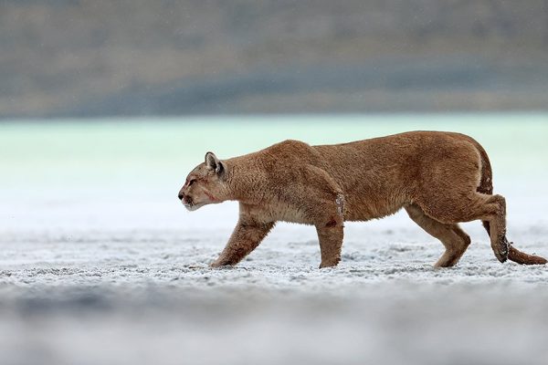 phoca_thumb_l_Puma_langs_Lake_Amarga