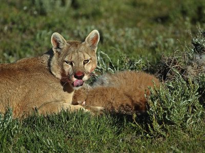 phoca_thumb_l_Puma_med_bytte