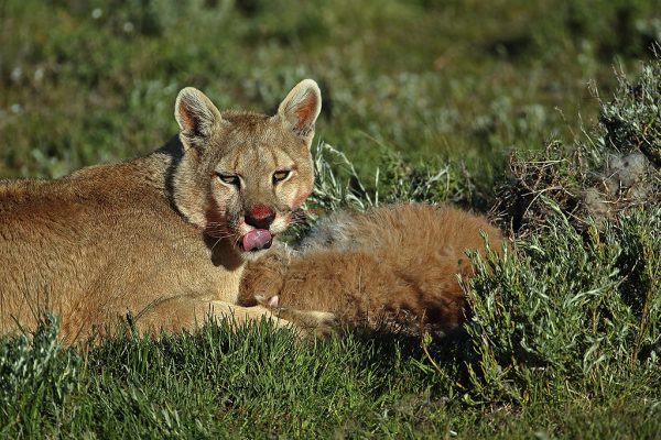 phoca_thumb_l_Puma_med_bytte