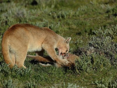 phoca_thumb_l_Puma_med_bytte2
