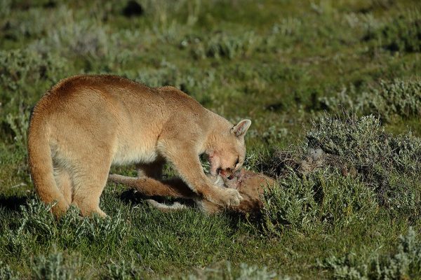 phoca_thumb_l_Puma_med_bytte2