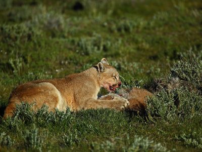 phoca_thumb_l_Puma_med_bytte5