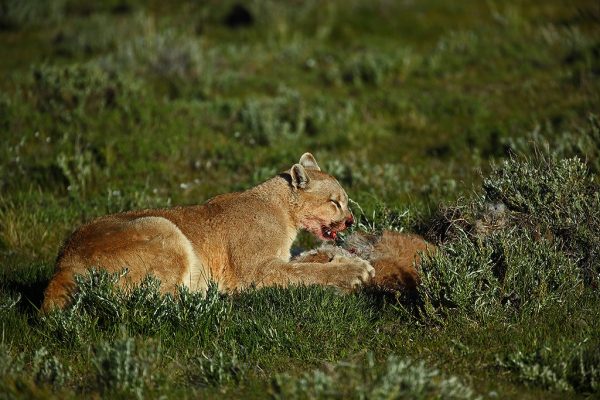 phoca_thumb_l_Puma_med_bytte5