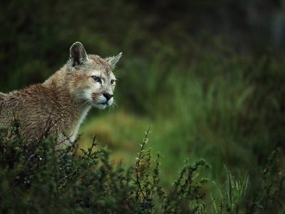 phoca_thumb_l_Puma_portrett_i_regn