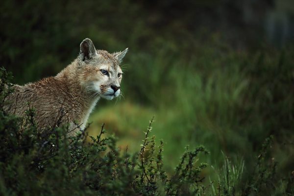phoca_thumb_l_Puma_portrett_i_regn