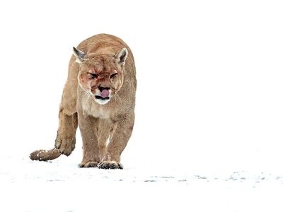 phoca_thumb_l_Puma_rett_mot_Lake_Amarga