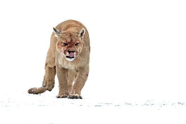 phoca_thumb_l_Puma_rett_mot_Lake_Amarga