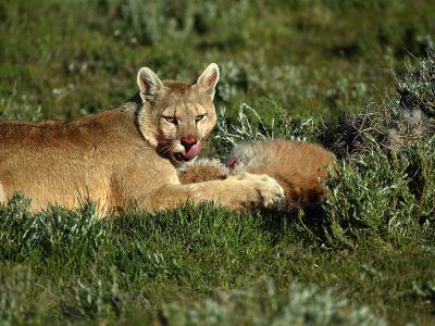 phoca_thumb_l_Puma_sleiker_seg_om_munnen