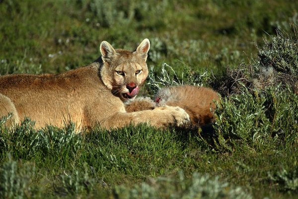phoca_thumb_l_Puma_sleiker_seg_om_munnen
