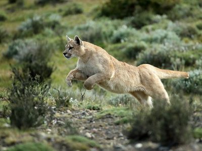 phoca_thumb_l_Puma_sprang